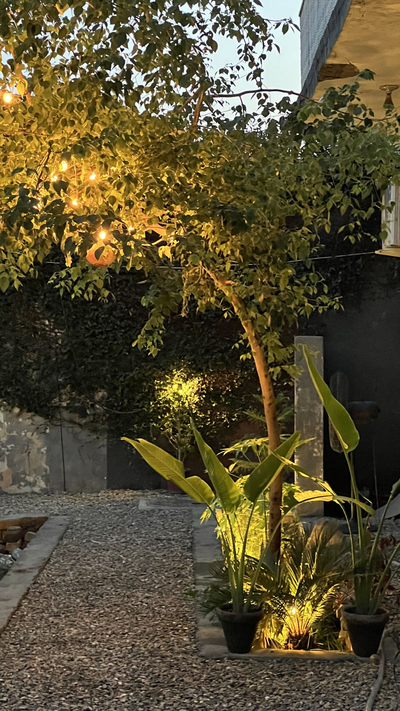 String lights in a tree above potted plants